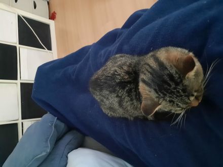 Krümel sucht ein Zuhause