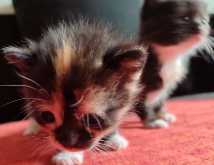 Dreifarbige Glückskatzen