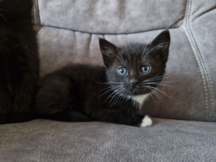 Katzenbabys Hauskatzen schwarz