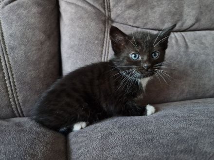 Katzenbabys Hauskatzen schwarz