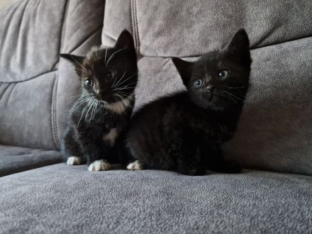 Katzenbabys Hauskatzen schwarz