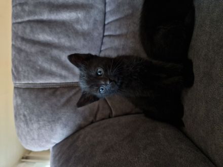 Katzenbabys Hauskatzen schwarz