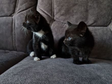 Katzenbabys Hauskatzen schwarz