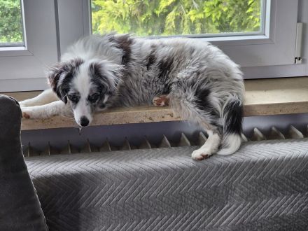 Mini Aussie (Miniature Australian Shepherd) Hündin, 5 Monate