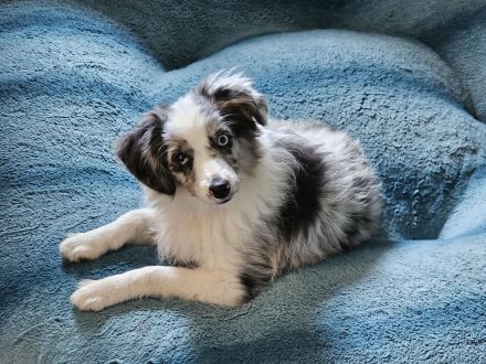 Mini Aussie (Miniature Australian Shepherd) Hündin, 5 Monate