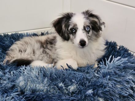 Mini Aussie (Miniature Australian Shepherd) Hündin, 5 Monate