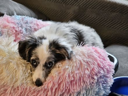 Mini Aussie (Miniature Australian Shepherd) Hündin, 5 Monate