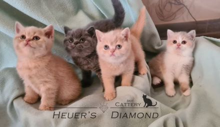 BKH Kitten aus seriöser Zucht