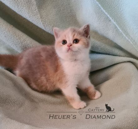 BKH Kitten aus seriöser Zucht