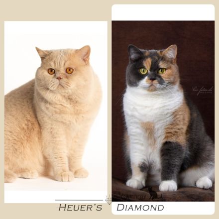 BKH Kitten aus seriöser Zucht