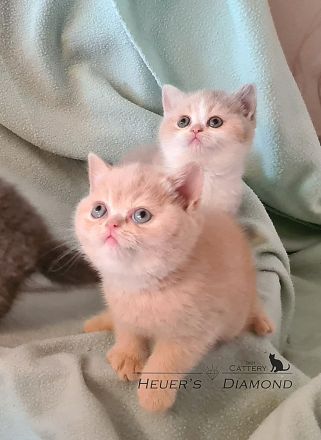 BKH Kitten aus seriöser Zucht