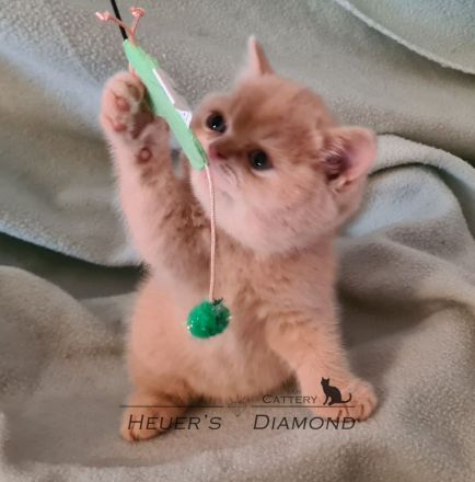 BKH Kitten aus seriöser Zucht