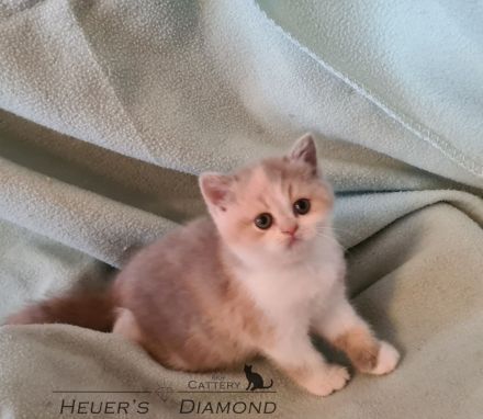 BKH Kitten aus seriöser Zucht
