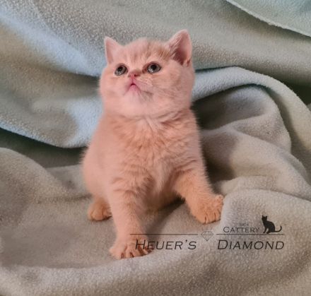 BKH Kitten aus seriöser Zucht