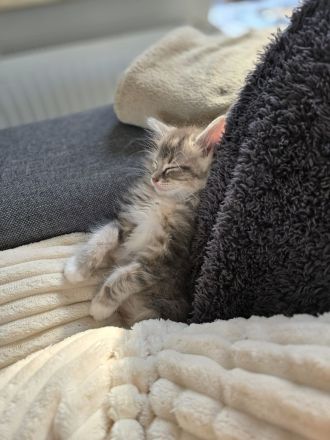 Traumhafte Ragdoll/Maine Coon Edelmix kitten