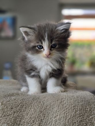 Traumhafte Ragdoll/Maine Coon Edelmix kitten