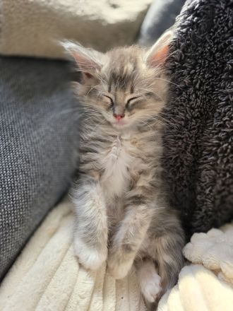 Traumhafte Ragdoll/Maine Coon Edelmix kitten
