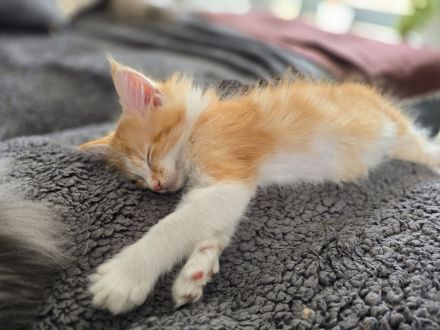 Traumhafte Ragdoll/Maine Coon Edelmix kitten