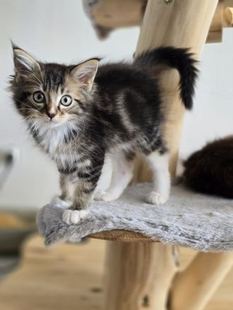 Traumhafte Ragdoll/Maine Coon Edelmix kitten