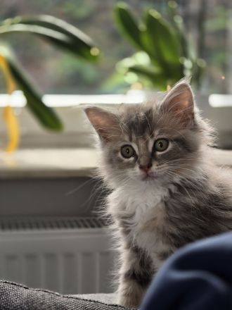 Traumhafte Ragdoll/Maine Coon Edelmix kitten