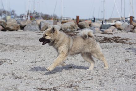 3 Jährige Eurasierhündin
