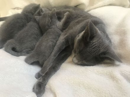 Reinrassige Russisch Blaue Kitten