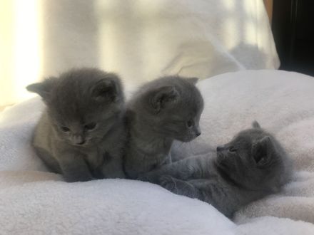 Reinrassige Russisch Blaue Kitten