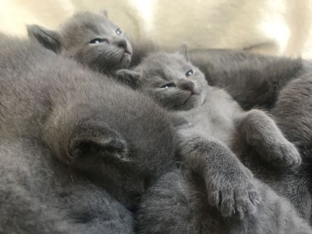 Reinrassige Russisch Blaue Kitten