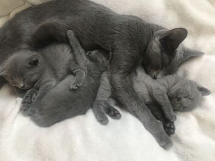 Reinrassige Russisch Blaue Kitten