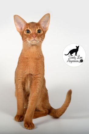 Liebevolle und verspielte Abessinier-Katze