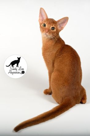 Liebevolle und verspielte Abessinier-Katze