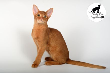 Liebevolle und verspielte Abessinier-Katze