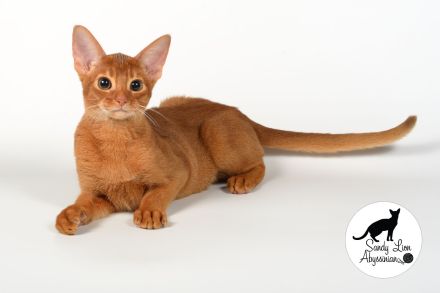 Liebevolle und verspielte Abessinier-Katze