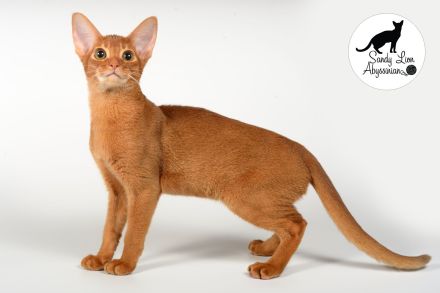 Liebevolle und verspielte Abessinier-Katze