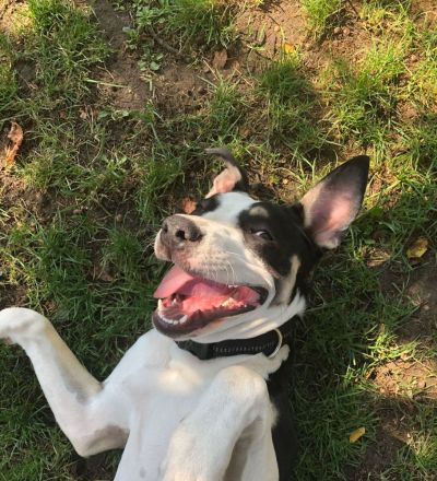 Wunderschönen Mischling zu verkaufen