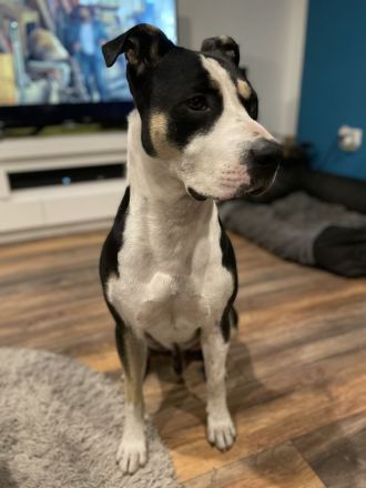 Wunderschönen Mischling zu verkaufen