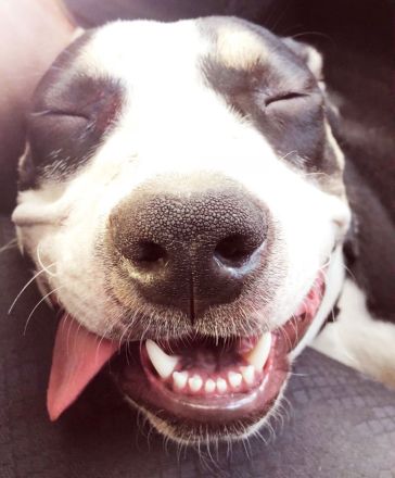 Wunderschönen Mischling zu verkaufen