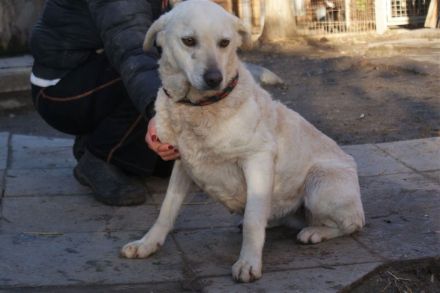 Bibi - ist eine Seele von Hund und sucht ihre Seelenmenschen