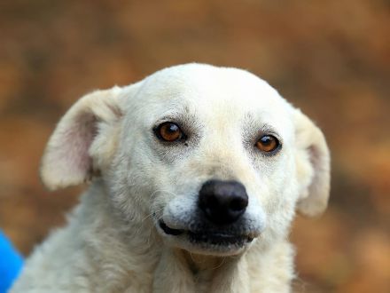 Bibi - ist eine Seele von Hund und sucht ihre Seelenmenschen