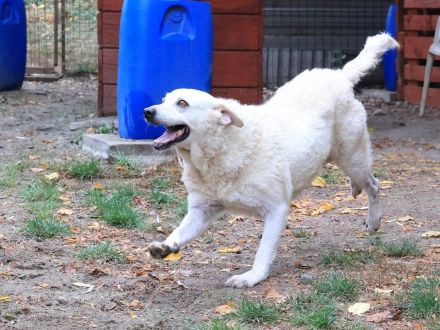 Bibi - ist eine Seele von Hund und sucht ihre Seelenmenschen