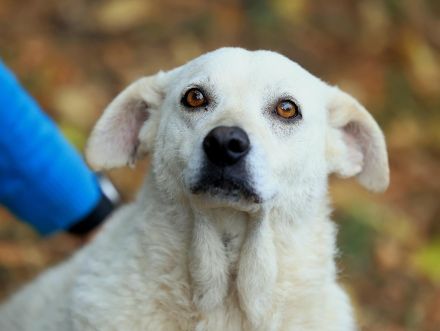 Bibi - ist eine Seele von Hund und sucht ihre Seelenmenschen