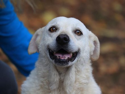 Bibi - ist eine Seele von Hund und sucht ihre Seelenmenschen