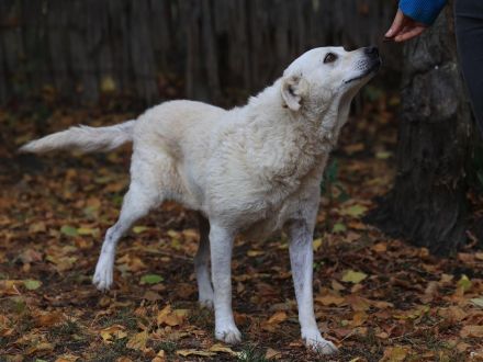 Bibi - ist eine Seele von Hund und sucht ihre Seelenmenschen