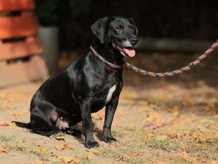 Kristina - sucht ein aktives Zuhause mit vielen Kuscheleinheiten