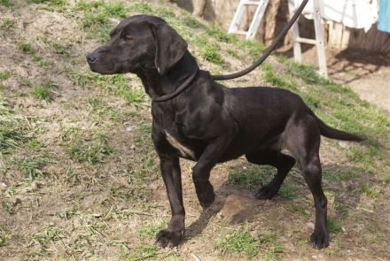 Kristina - sucht ein aktives Zuhause mit vielen Kuscheleinheiten