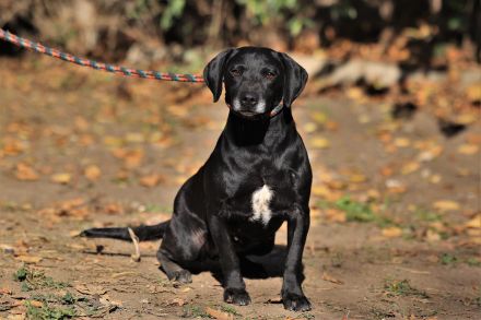 Kristina - sucht ein aktives Zuhause mit vielen Kuscheleinheiten