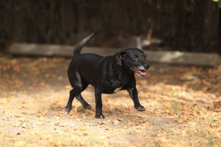 Kristina - sucht ein aktives Zuhause mit vielen Kuscheleinheiten