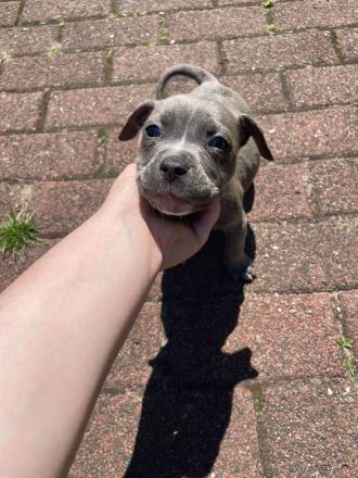 3 Old English Bulldog Welpen