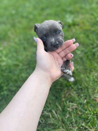 3 Old English Bulldog Welpen