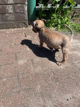 3 Old English Bulldog Welpen